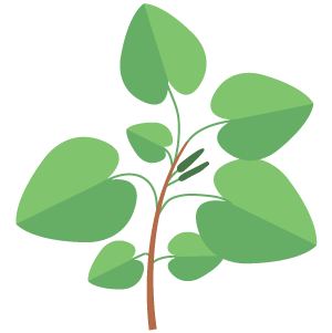 Kava Extract