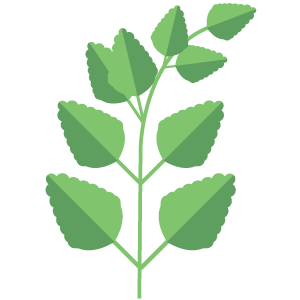 Lemon Balm Extract