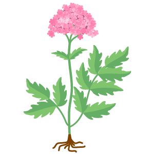 Valerian Root Extract