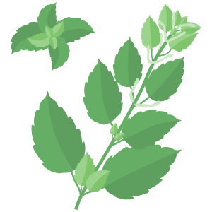 Nettle Extract