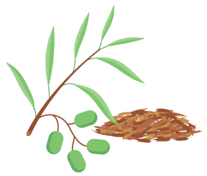Pygeum Extract