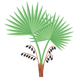 Saw Palmetto Extract