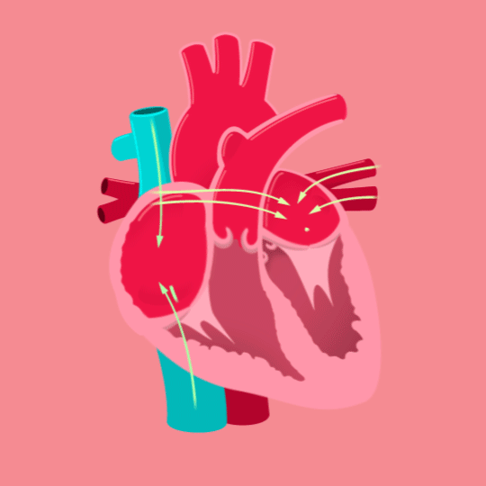 Illustrative Gif Of A Functioning Human Heart