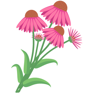 Echinacea Extract