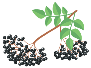 Elderberry Extract