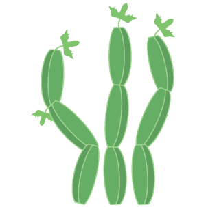 Cissus Quadrangularis Extract