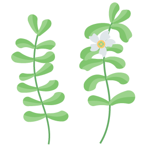 Bacopa Monnieri Extract