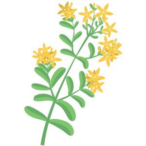 St Johns Wort Extract