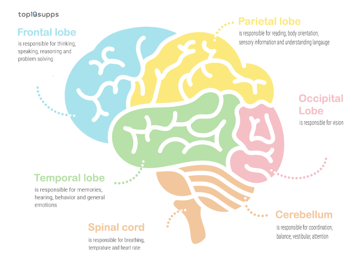 Diagram Of What The Different Parts Of The Brain Do