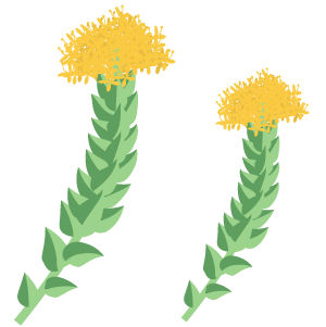 Rhodiola Rosea Extracts