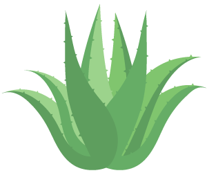Aloe Vera Extract