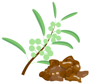 Guggal Extract