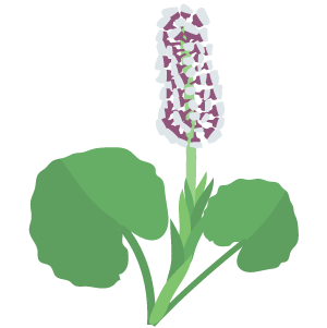 Butterbur Extract