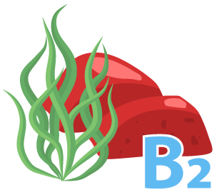 Sources Of Vitamin B2