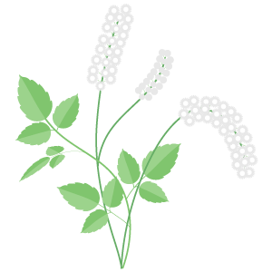 Black Cohosh Extract