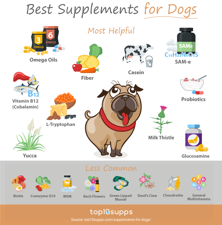 Best Supplements For Dogs Infographic From Top10supps