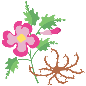 Devils Claw Extract