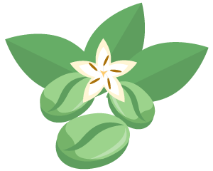 Green Coffee Bean Extract