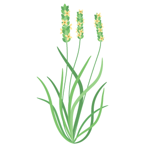 Psyllium Extract