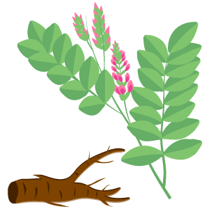 Licorice Root Extract