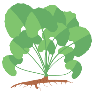 Gotu Kola Extract