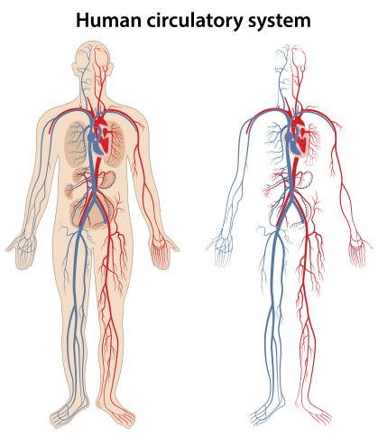 Human Circulatory System