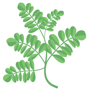 Moringa Oleifera Extract